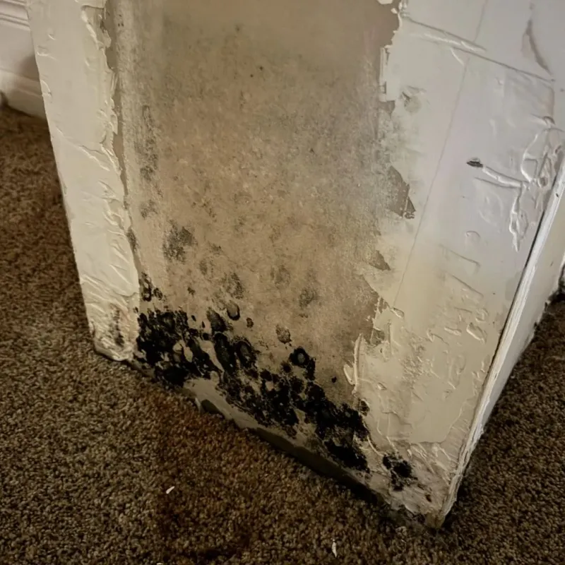 Professional Mold Removal in Petersburg, WV
